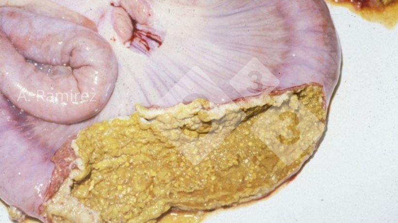 Foto 3: Ileum eines Schweins mit nekrotischer Membran an der Oberfl&auml;che der Darmschleimhaut
