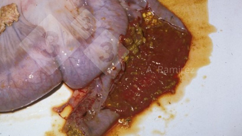 Foto 1: Ileum eines Schweins mit perakuter Ileitis. Zu sehen sind leicht aufgebl&auml;hte Eingeweide mit h&auml;morrhagischem Darminhalt, vermischt mit teilweise verdautem Futter.
