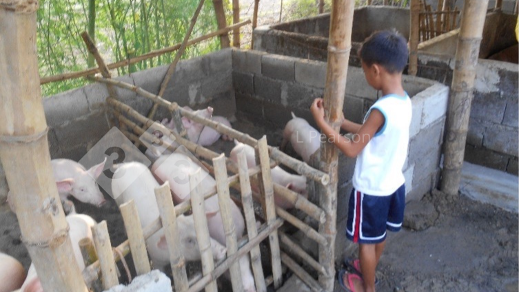 Abbildung 2: Schweinefutter muss f&uuml;r Schweine und Menschen sicher sein

