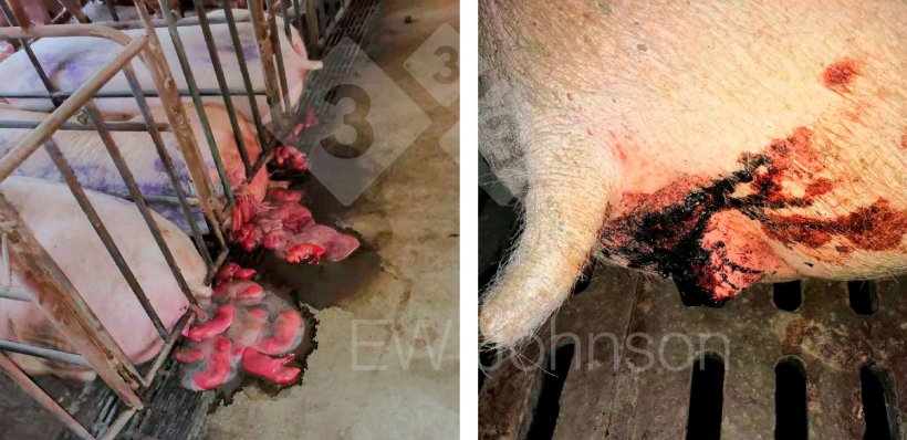 Foto 1: Abortsturm (links) und blutiger Durchfall bei Sauen (rechts)
