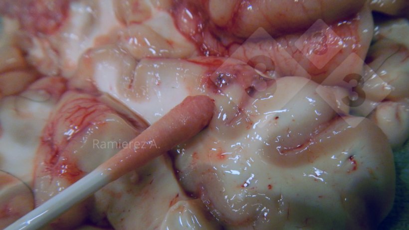 Abbildung 3: Entnahme eines Hirnabstrichs von der ventralen Oberfl&auml;che des Gehirns
