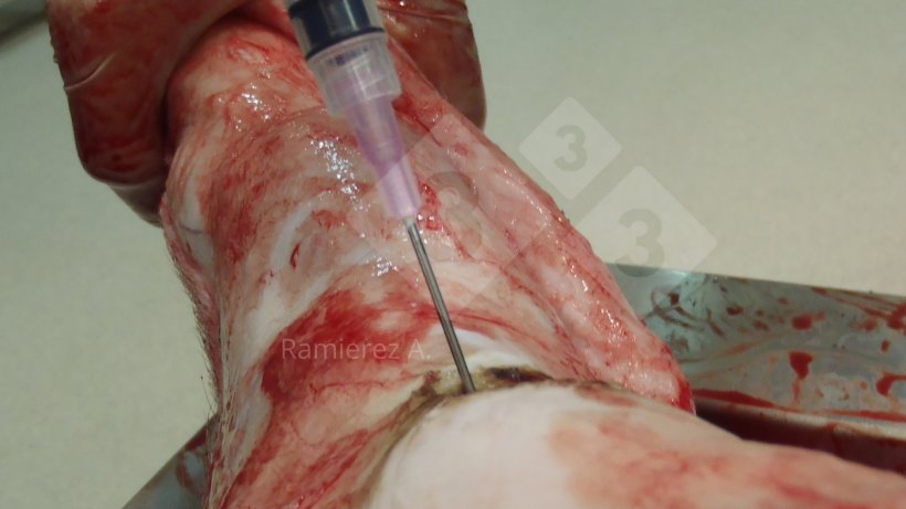 Abbildung 1: Probenahme der Gelenkfl&uuml;ssigkeit eines toten Schweins. Die Haut wurde entfernt und die Gelenkfl&uuml;ssigkeit wird mit einer Spritze unter keimfreien Bedingungen entnommen.

