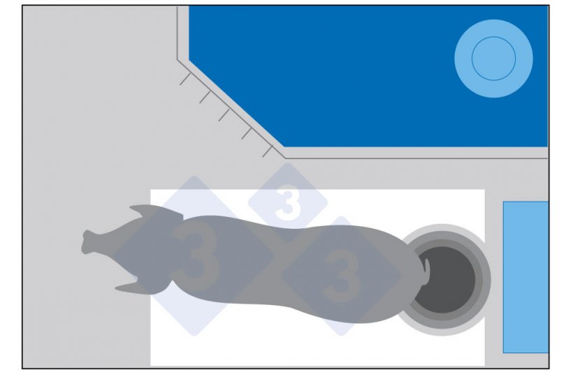 Abbildung 1: Wenn die Sau sich zwar bewegen kann, aber nicht mehr Platz hat als jetzt, kann es sein, dass sie dem Trog den R&uuml;cken zuwendet, um ihren Kot abzusetzen, und den Bereich vor dem Trog verschmutzt.
