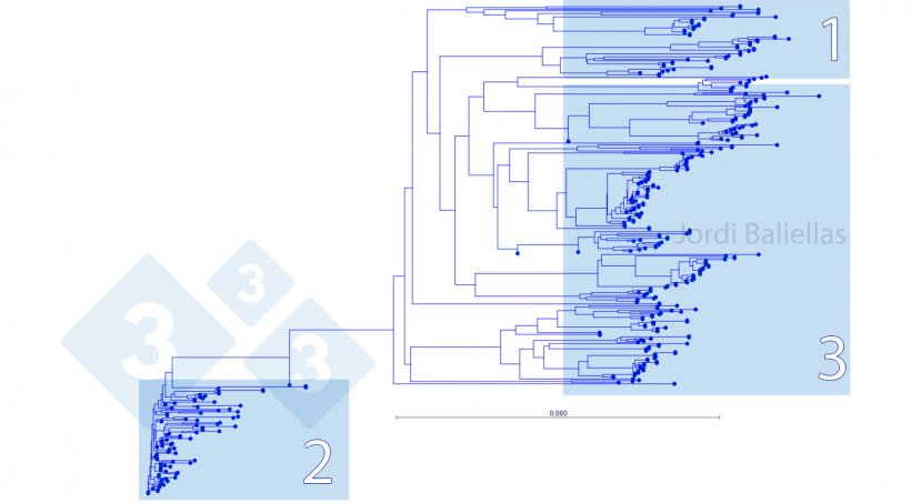 Abbildung 5: Phylogenetischer Baum der ORF5-Sequenzen, die zwischen 2017 und 2021 in einer PRRS-Kontrollzone nachgewiesen wurden

