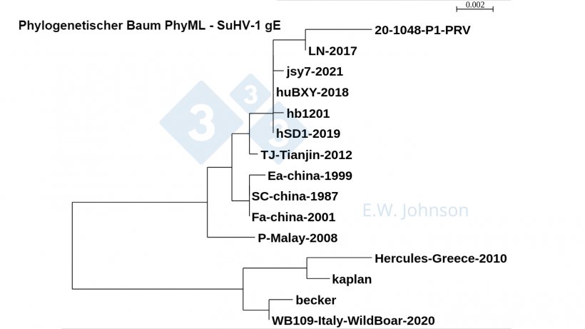 Abbildung 5: Phylogenetischer Baum PhyML, SuHV-1 gE mit St&auml;mmen des Typs 1 (Kaplan/Becker-&auml;hnlich), &bdquo;klassischen&ldquo; St&auml;mmen des Typs 2 (Fa/SC/Ea-&auml;hnlich) und St&auml;mmen des Typs 2 mit erh&ouml;hter Virulenz (TJ/hb1201-&auml;hnlich). Neueres SuHV-1, dieser Fall [20-1048] und SuHV-1 mit menschlicher Enzephalitis hSD1-2019 sind mit TJ/hb1201 geclustert.
