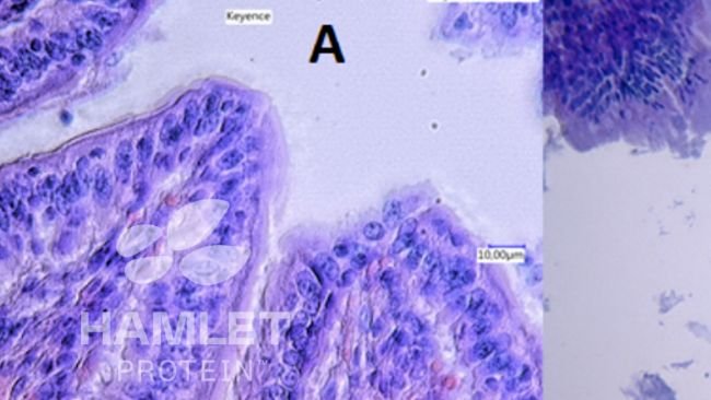 Abbildung 2: Elektronenmikroskopische Aufnahme der Schleimschicht des Darms von Ferkeln, die A: mit enzymatisch verarbeitetem Sojaschrot (ESBM) zur Reduzierung des Gehalts an antinutritiven Faktoren (links) und B mit herk&ouml;mmlichem Sojaschrot gef&uuml;ttert wurden. In Bild B ist eine deutliche Sch&auml;digung zu erkennen. Copyright der Bilder: Hamlet Protein.
