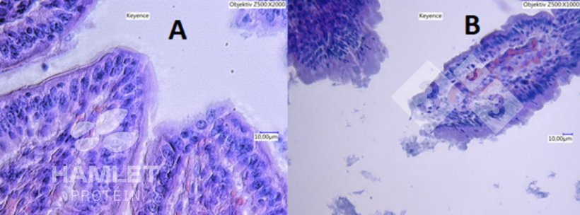 Abbildung 2: Elektronenmikroskopische Aufnahme der Schleimschicht des Darms von Ferkeln, die A: mit enzymatisch verarbeitetem Sojaschrot (ESBM) zur Reduzierung des Gehalts an antinutritiven Faktoren (links) und B mit herk&ouml;mmlichem Sojaschrot gef&uuml;ttert wurden. In Bild B ist eine deutliche Sch&auml;digung zu erkennen. Copyright der Bilder: Hamlet Protein.
