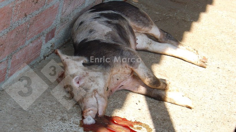 Foto 1: Schwein, das an einer durch Actinobacillus pleuropneumoniae verursachten Lungenentz&uuml;ndung gestorben ist
