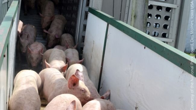 Der h&auml;ufigste &Uuml;bertragungsweg von PRRS ist der Handel mit infizierten Schweinen und die lokale Verbreitung.
