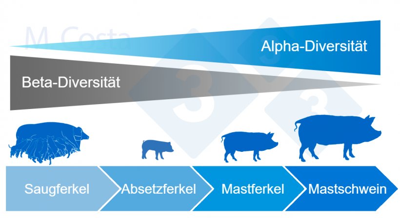 Abbildung 4: Dynamik der Alpha- und Beta-Diversit&auml;t im Laufe des Lebens eines Schweins
