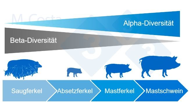 Abbildung 4: Dynamik der Alpha- und Beta-Diversit&auml;t im Laufe des Lebens eines Schweins
