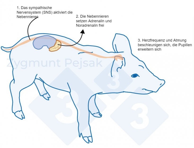 Abbildung 1: Nachdem ein Stressor ausgel&ouml;st wurde, stimuliert der Sympathikus die Nebennieren zur Aussch&uuml;ttung von Adrenalin und Noradrenalin. Die Aktivierung des Sympathikus bei Schweinen kann durch Chromogranin A (CgA) gemessen werden.
