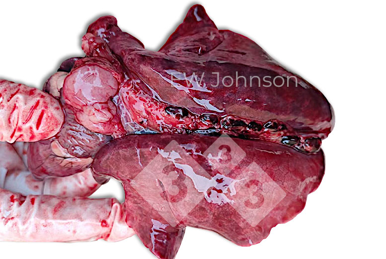 Abbildung 2: Gummiartige Lunge mit vergr&ouml;&szlig;erten h&auml;morrhagischen Lungenlymphknoten
