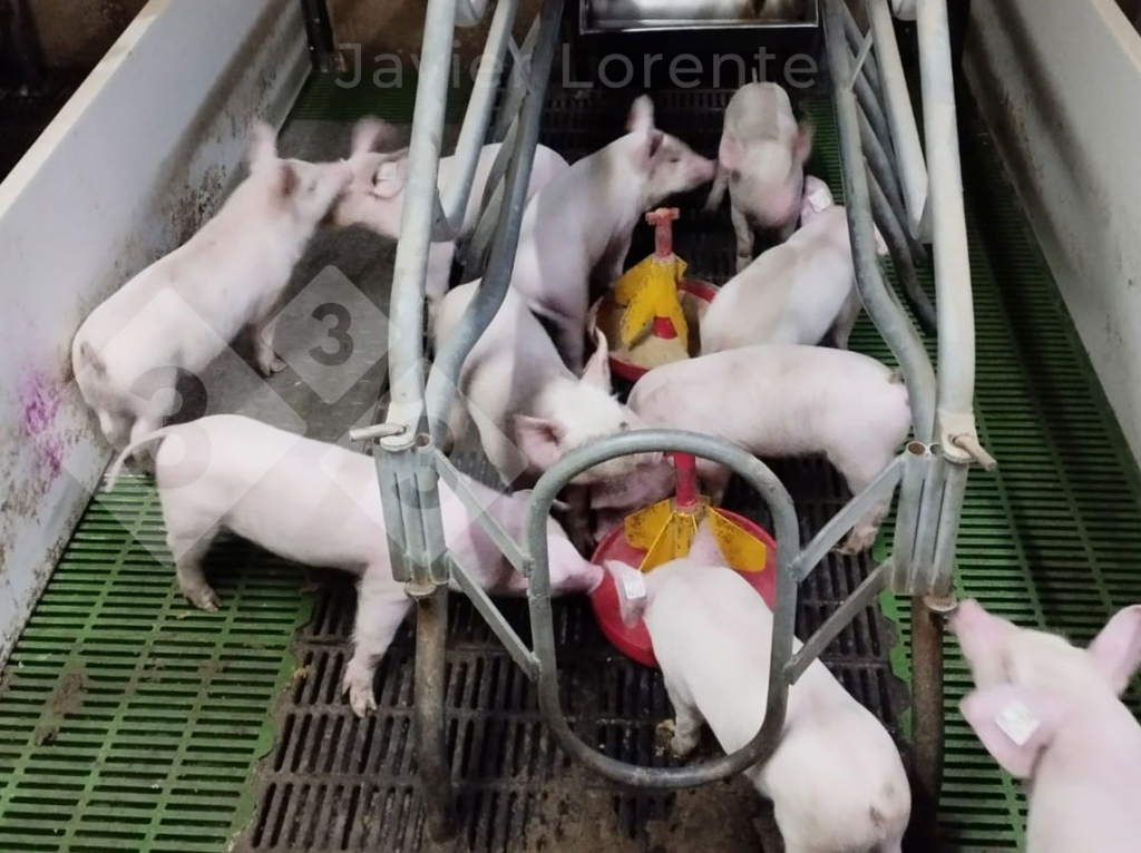 <p><span>Foto 5: Ferkel im Abferkelstall mit Futter und Wasser, um die Nahrungspause bis zum Absetzen zu verk&uuml;rzen.</span></p>
