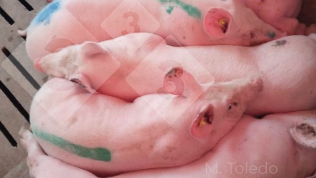 Foto 3: Schweine im Stall mit Fieber
