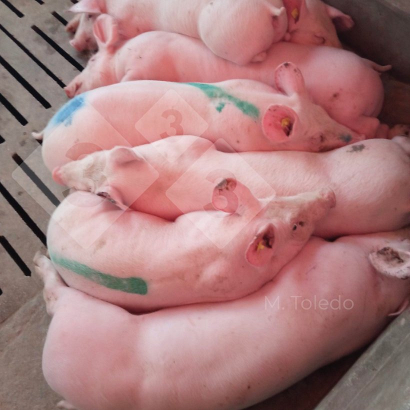 Foto 3: Schweine im Stall mit Fieber
