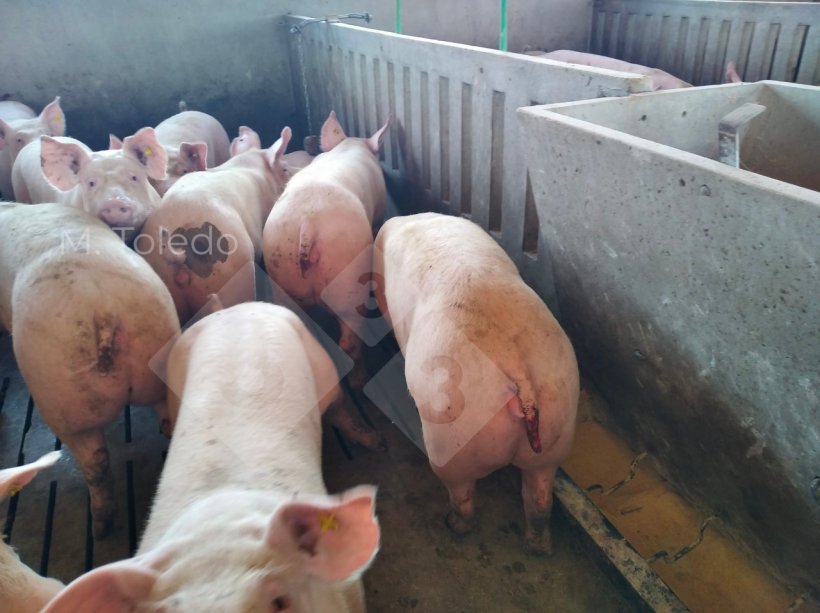 Foto 1: Schweine mit L&auml;sionen durch Schwanzbei&szlig;en
