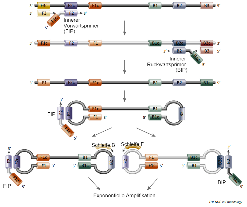 <p>Abbildung 2: Bildung von DNA-Schleifen in der Polymerase-Reaktion beim LAMP-Test. Quelle: Alhassan et al. 2015</p>
