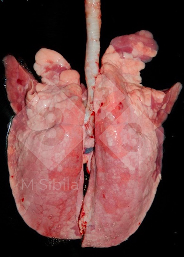 Abb. 1: Dorsalansicht einer Lunge mit kranioventraler Lungenkonsolidierung (CVPC), verursacht durch M. hyopneumonia
