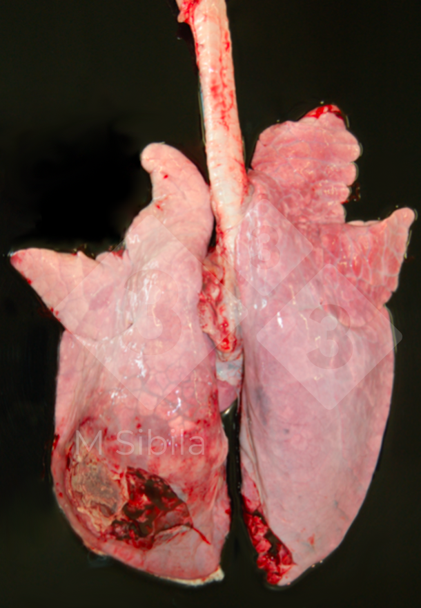 Abb. 2: Lunge mit dorso-kaudaler, einseitiger, fibrin&ouml;s-fibr&ouml;ser Pleuritis
