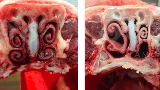 Abbildung 1: Links: Gesunde Nasenmuscheln eines Schweins. Die Nase ist der erste Filter, der das Eindringen von Krankheitserregern in die Atemwege verhindert. Rechts: Nasenmuscheln, die von der nicht-progressiven Rhinitis atrophicans betroffen sind. Die Schnauze verzieht sich, schrumpft und wird faltig. Manchmal bluten die Ferkel auch aus der Nase.
