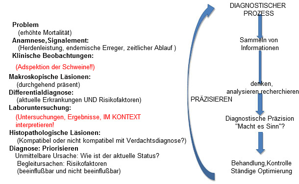 Diagnostische Abfolge: Alle Informationen sollten Sinn ergeben