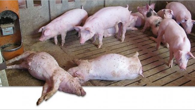 Tote Schweine im Bestand
