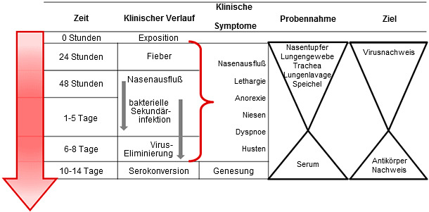 Gerichtete Probennahme für den direkten oder inderekten Nachweis einer Influenzainfektion