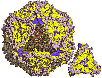 PCV2_Virus_Partikel