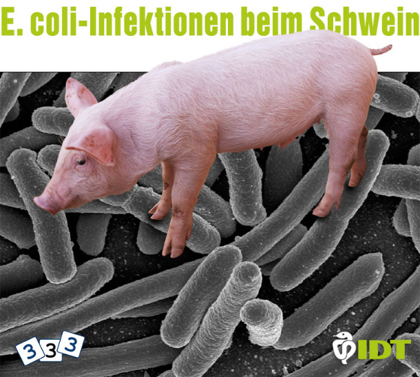 E. coli-Infektionen beim Schwein