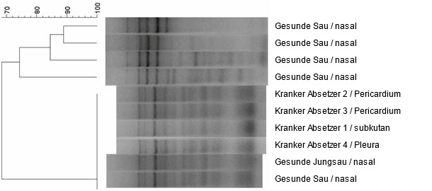 Dendrogramm