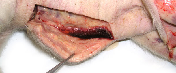 Schwellung des subkutanen Bindegewebes. Nach Anschnitt der Haut trat eine große Menge Flüssigkeit besonders in den Bereichen der unteren Körperteile aus.