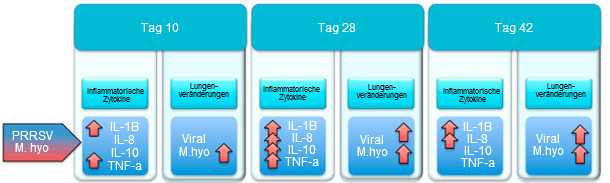 Gehalt an proinflammatorischen Zytokinen und Lungenveränderungen bei Schweinen, die mit PRRSV und M. hyopneumoniae infiziert wurden. 