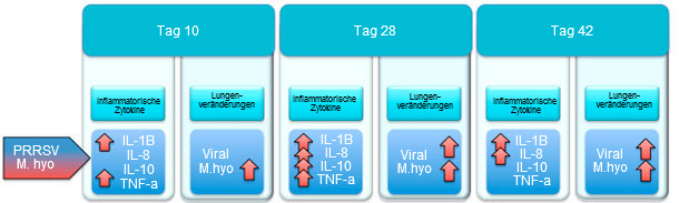 Gehalt an proinflammatorischen Zytokinen und Lungenveränderungen bei Schweinen, die mit PRRSV und M. hyopneumoniae infiziert wurden. 