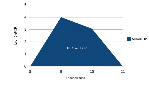 Bespielberechnung der AUC der qPCR für jedes Schwein (in diesem Fall Schwein Nr. 84).