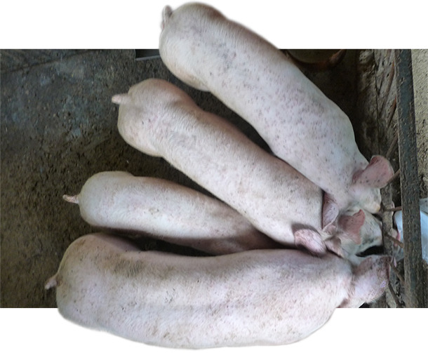 In Beständen mit PCV2-SD und PCV2-SI kann häufig eine heterogene Gewichtsentwicklung der Schweine beobachtet werden.