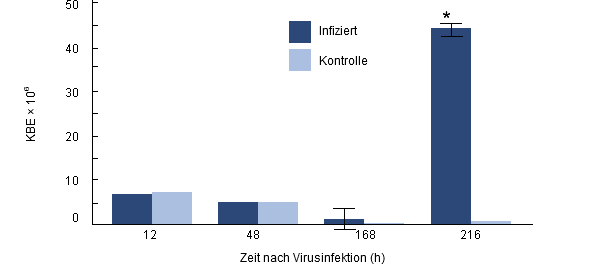 Intrazelluläre Überlebensfähigkeit von H. parasuis in porzinen Alveolarmakrophagen von Ferkeln, die zuvor mit PRRSV infiziert wurden.