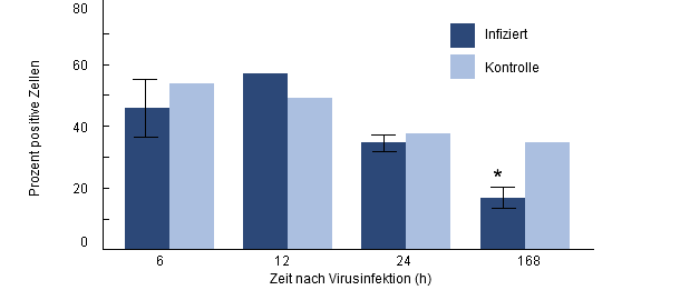 Phagozytose von H. parasuis durch porzine Alveolarmakrophagen von Ferkeln, die zuvor mit PRRSV infiziert wurden.