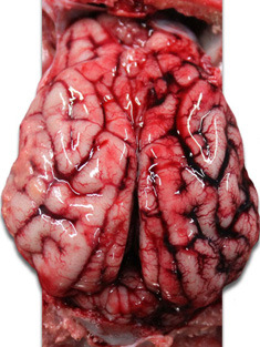 Gehirn eines Ferkels mit Stauung der Venen der rechten Hirnhälfte. 