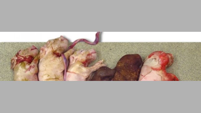 Wurf einer experimentell mit PCV2 infizierten Sau zum Zeitpunkt der Insemination. Beachten Sie die kleine Wurfgröße und das Vorliegen von zwei mumifizierten Feten.