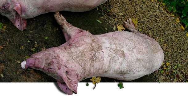 Tote Schweine für die Sektion bei der ersten Bestandsuntersuchung
