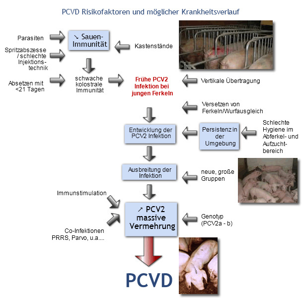 PCVD Risikofaktoren und möglicher Krankheitsverlaufs