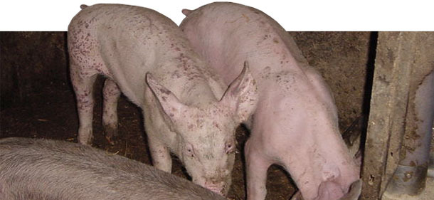 PMWS und PDNS betroffene Ferkel 