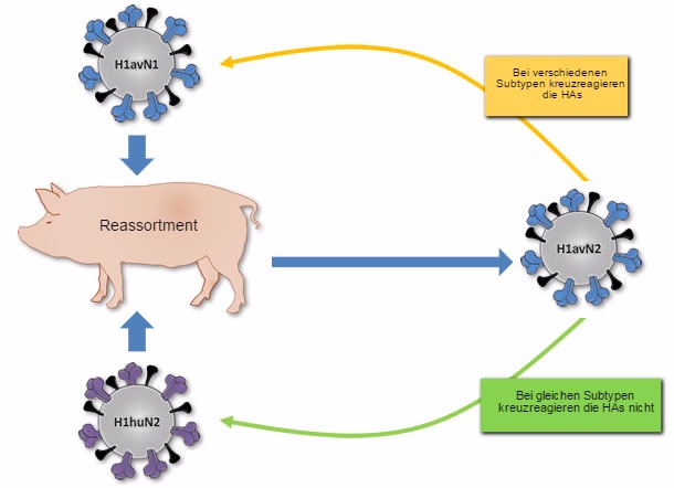 Herkunft des in Dänemark und Frankreich beschriebenen H1avN2-Virus