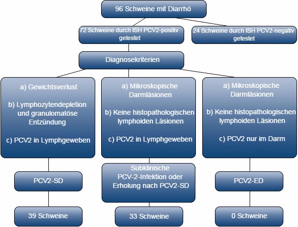 Selektion und Diagnosekriterien für PCV2-infizierte Schweine