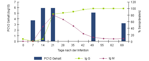 Entstehung der IgG und IgM Antwort gemessen mit einem Blocking ELISA (INGENASA) und der PCV2 Virämie nach experimenteller Exposition (Segalés et al. 2005).