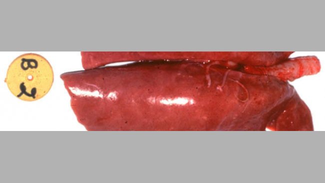 Abbildung 1: Makroskopisch sichtbare Lungenläsion