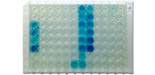 Bild einer IDEXX ELISA X3 Platte mit positiven (blaue Farbe) und negativen (keine Farbe) Ergebnissen