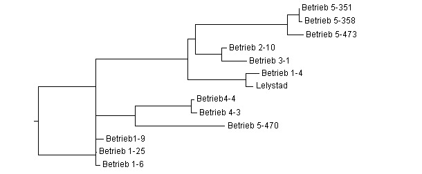 Dendrogramm