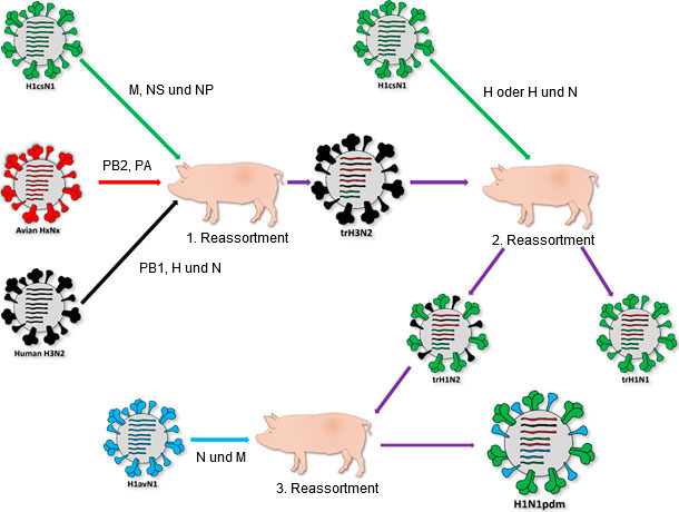 Herkunft des Stamms, der 2009 zur Pandemie H1N1pdm führte